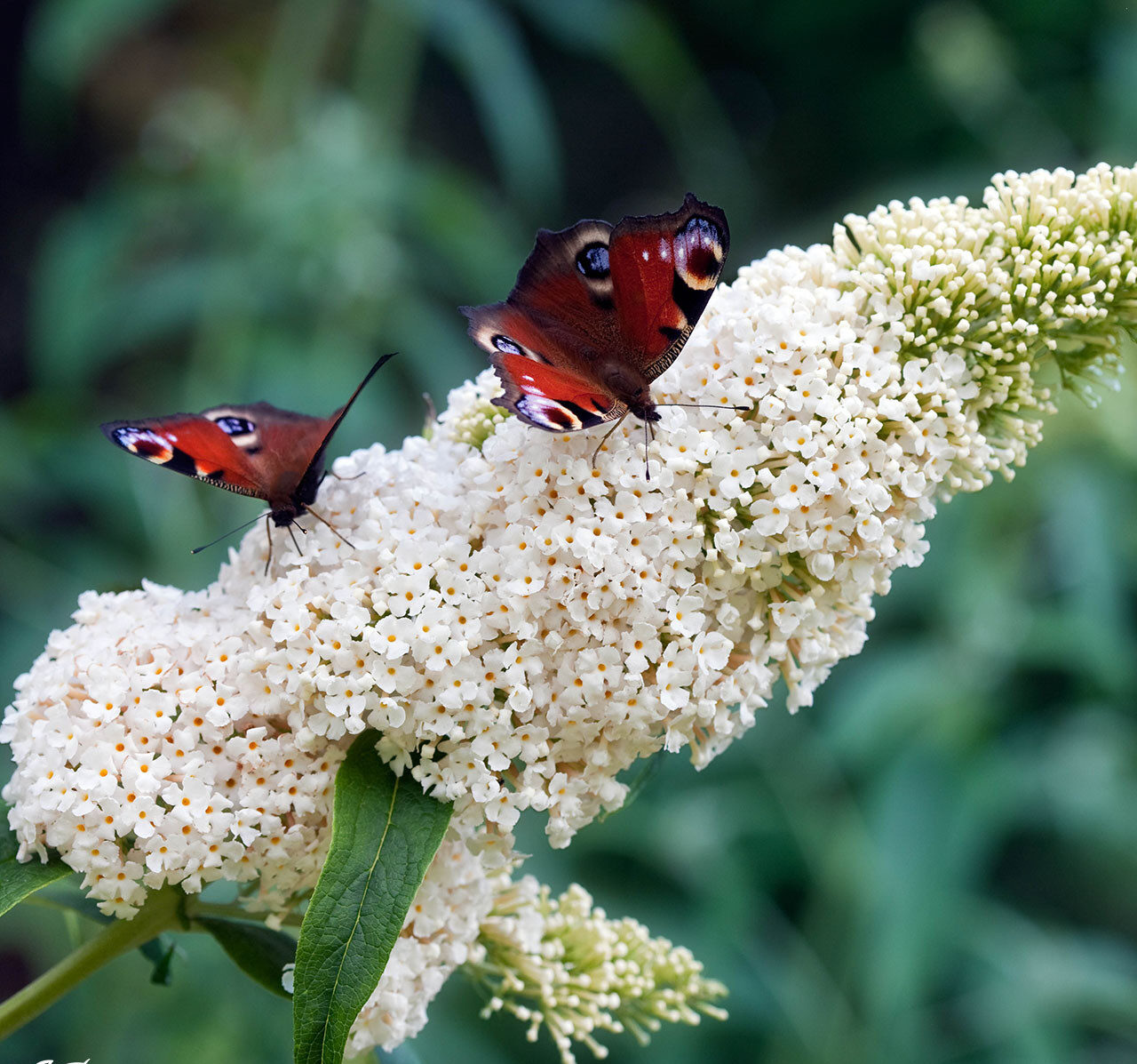 Buddleja davidii "White Profusion"