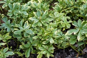 Pachysandra terminalis "Variegata" 9cm pott