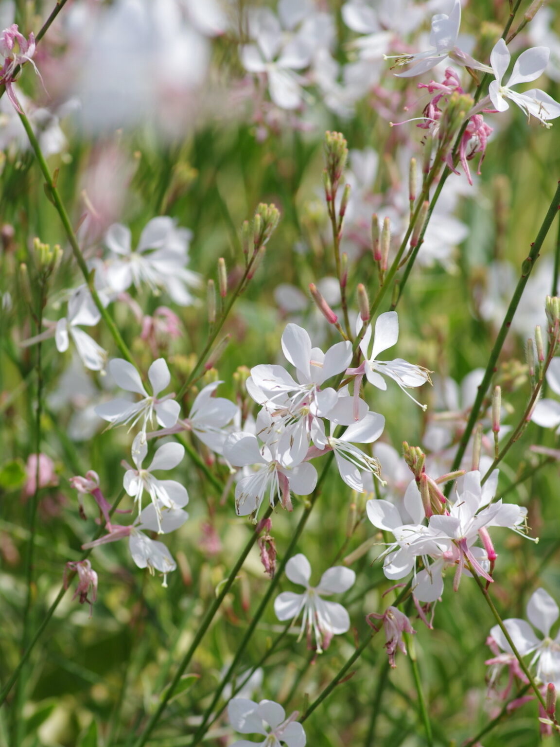 Gaura lindheimeri "Corrie's Gold"