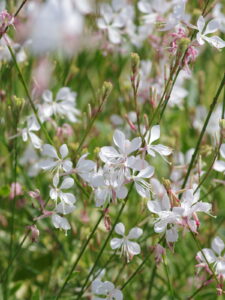 Gaura lindheimeri "Corrie's Gold"