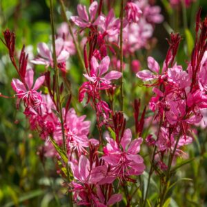 Gaura lindheimeri "Gaudi Rose"