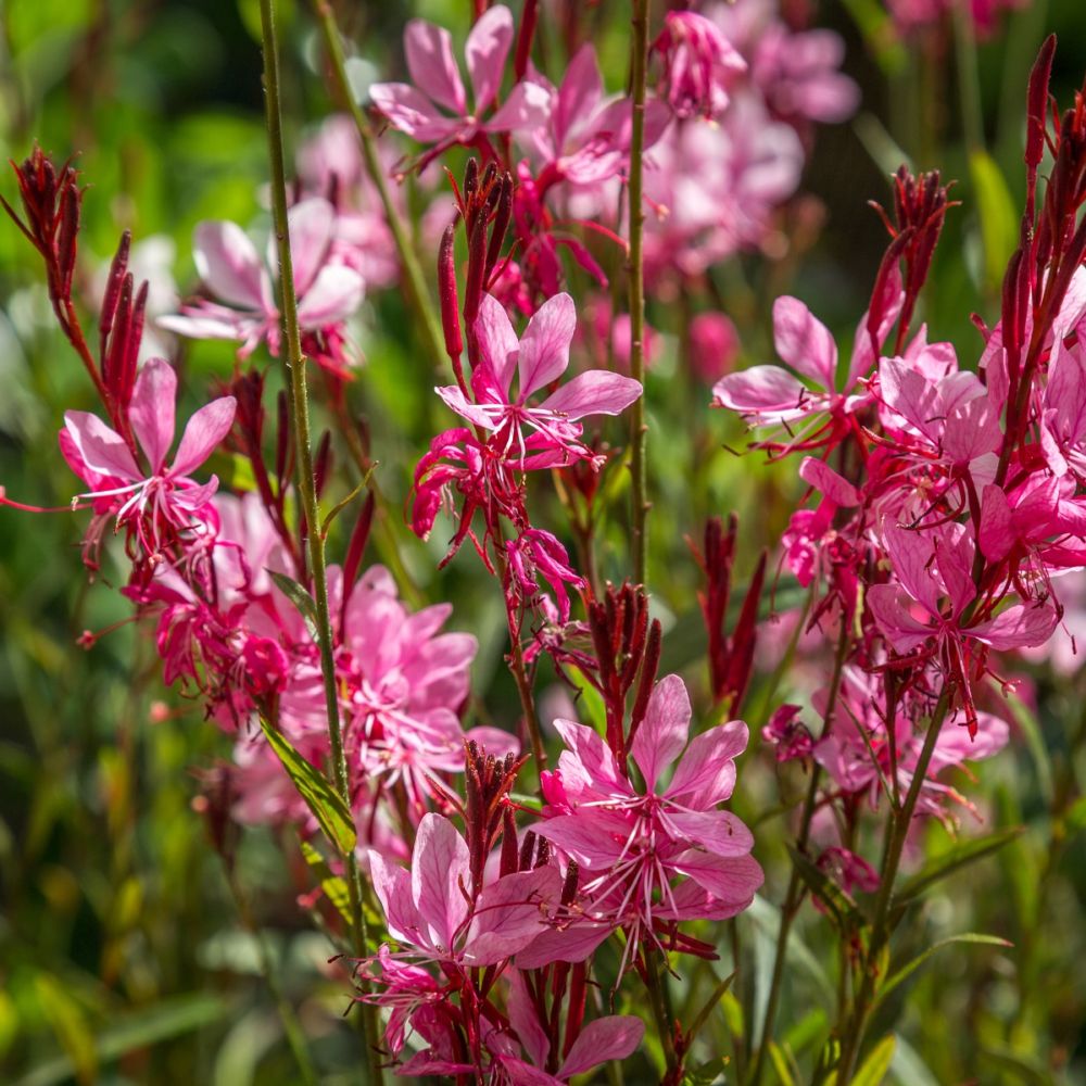 Gaura lindheimeri "Gaudi Rose"