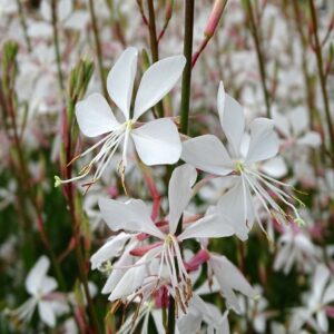 Gaura lindheimeri "Snowstorm"