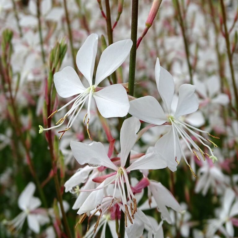 Gaura lindheimeri "Snowstorm"