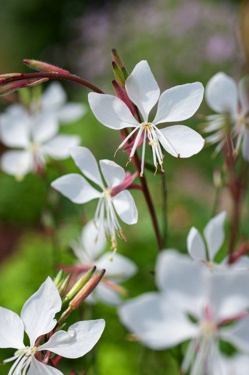 Gaura lindheimeri "Whirling Butterflies"