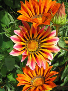 Gazania "Sunshine" P9 pott