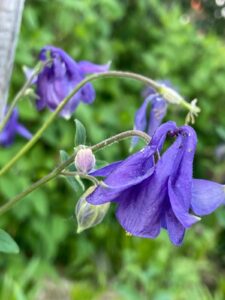 Aquilegia