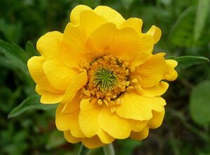 Geum chiloense "Lady Stratheden"