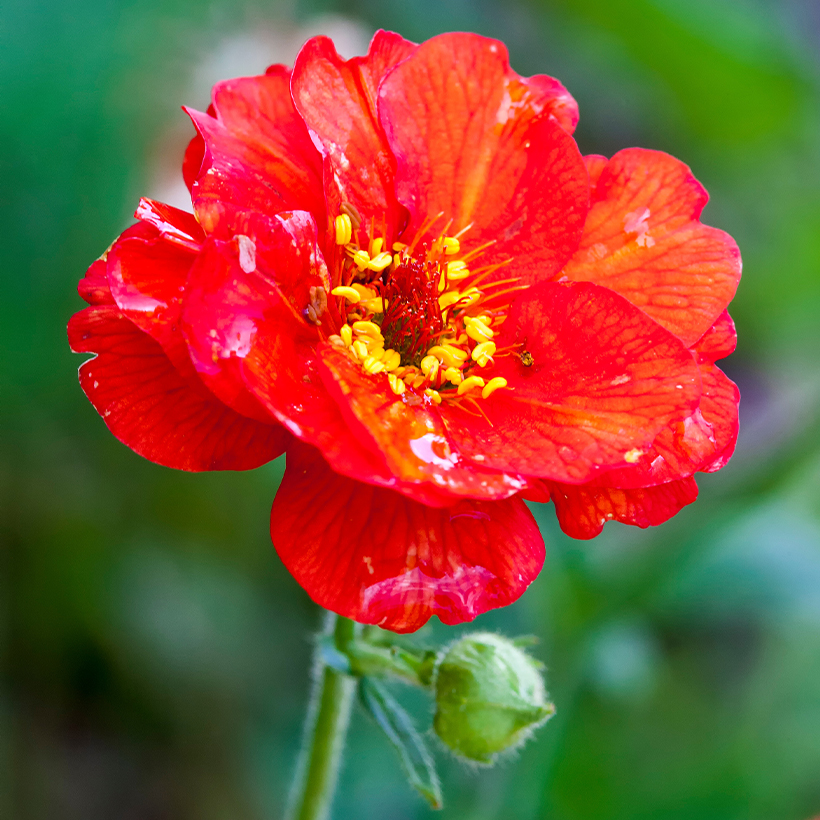 Geum chiloense "Mrs Bradshaw"