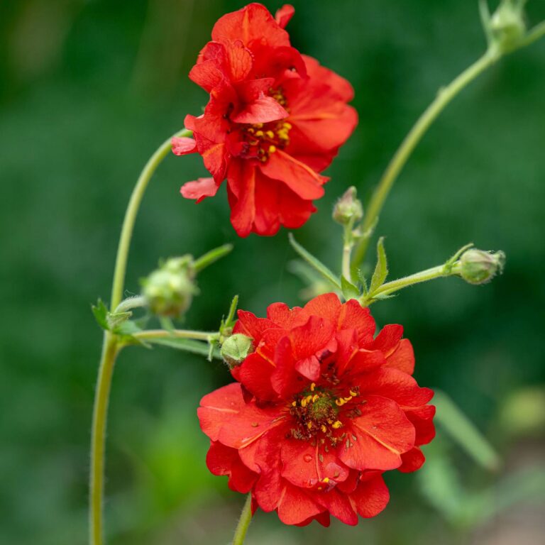 Geum chiloense "Red Dragon"