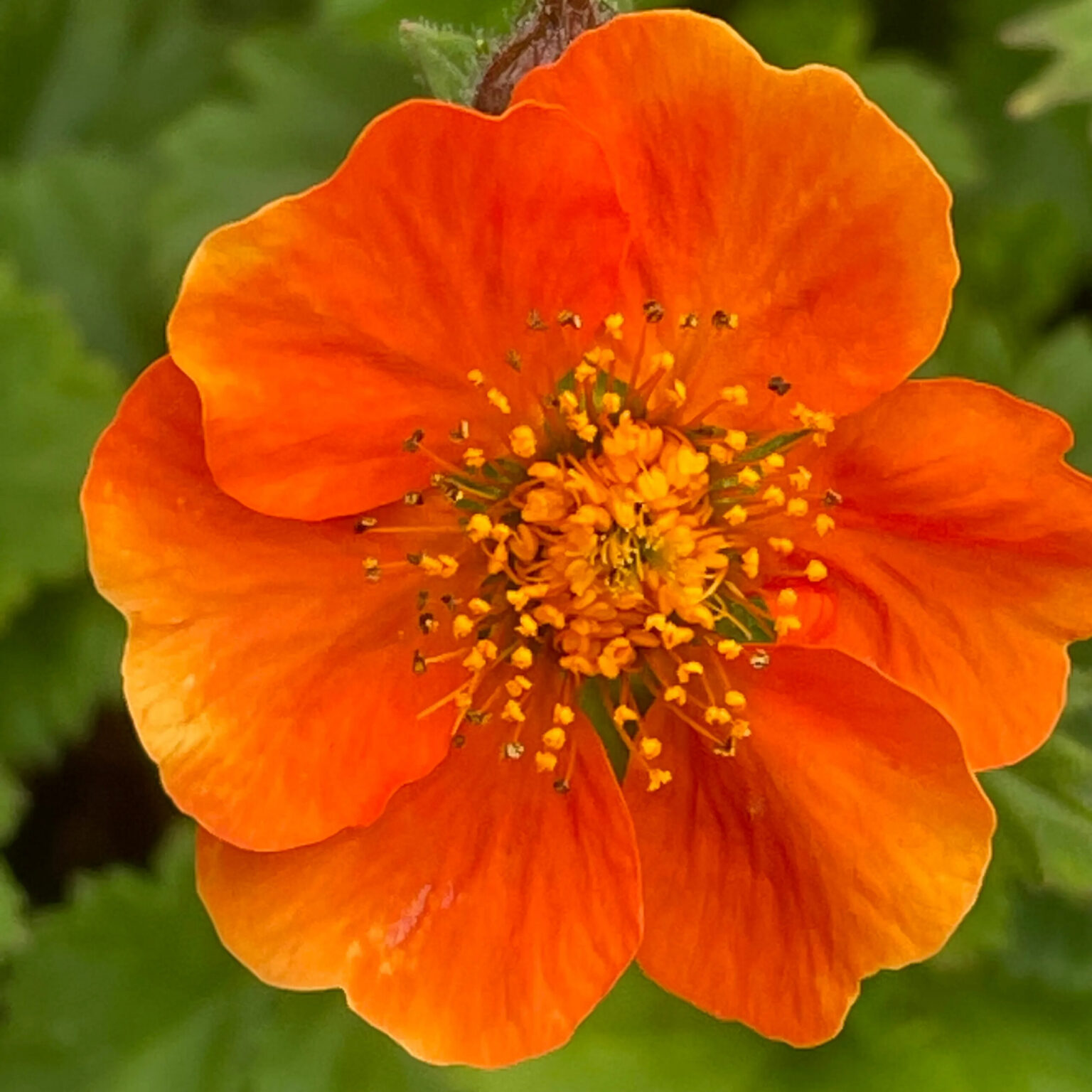 Geum chiloense "Tosai"