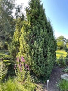 Kadakas (Juniperus)