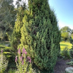 Kadakas (Juniperus) (1)