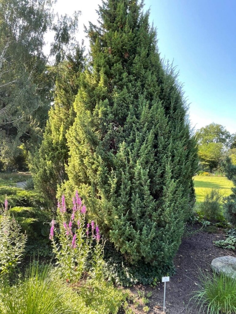 Kadakas (Juniperus)
