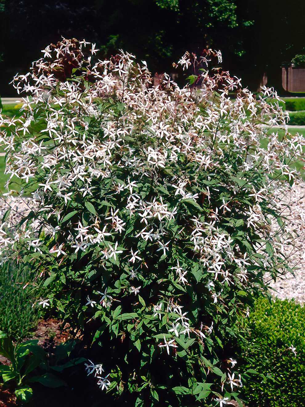 Gillenia trifoliata