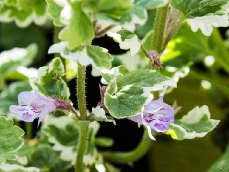 Glechoma Hedera Variegata