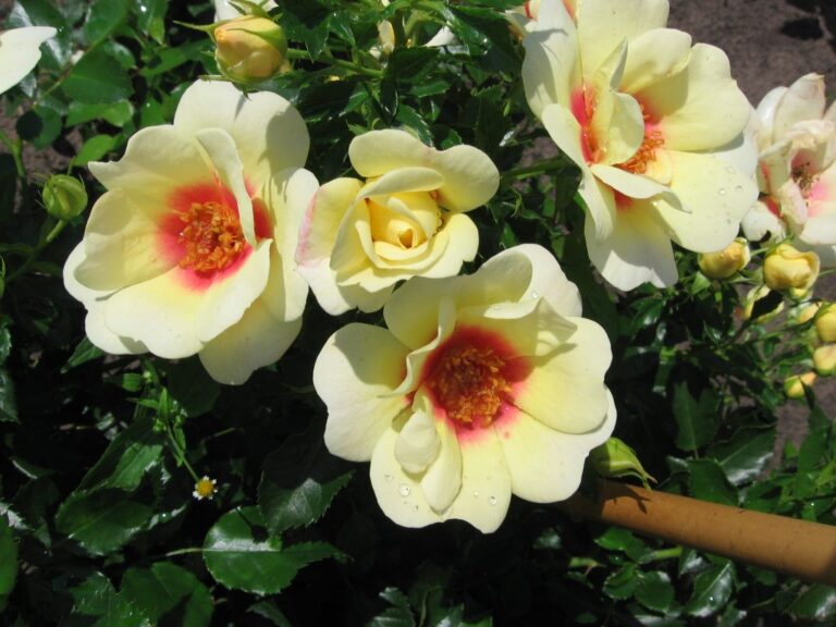 Rosa "Babylon Glorious Eyes"