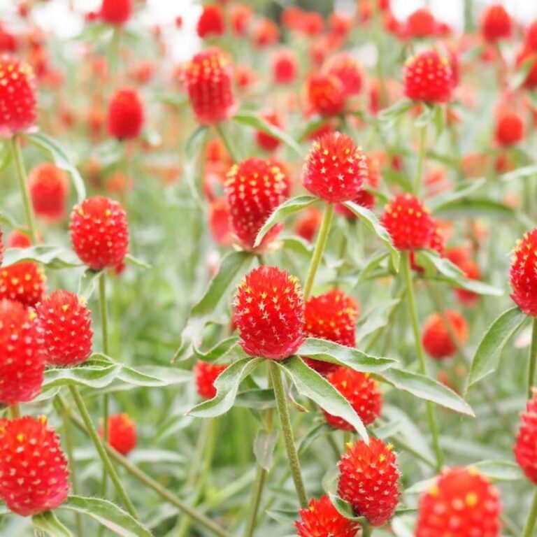 Ümar kerarebashein "Strawberry Fields" Žalia stotele 1 g