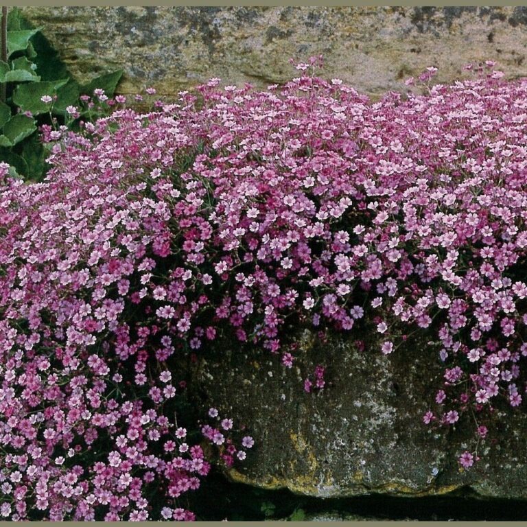 Gypsophila "Rosea", 1 g, Žalia stotelė