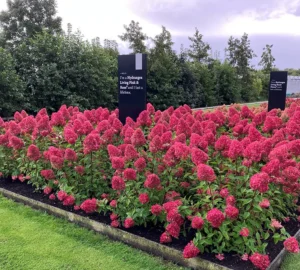 Гортензия метельчатая "Living Pink and Rose"
