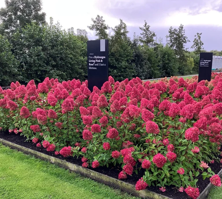 Hydrangea paniculata "Living Pink and Rose"