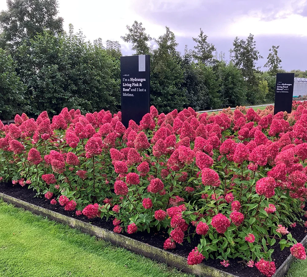 Hydrangea paniculata "Living Pink and Rose"