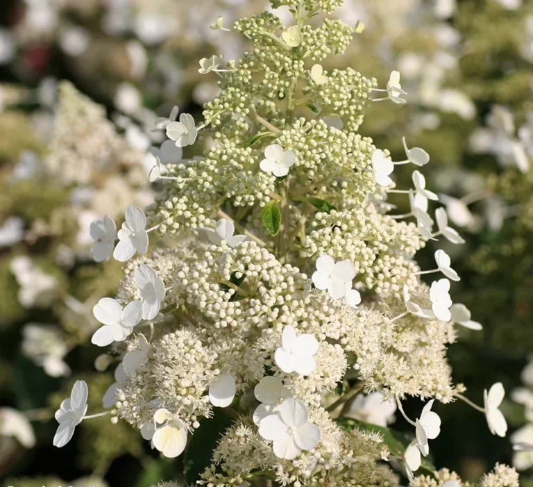 Hydrangea paniculata "Magical Himalaya"