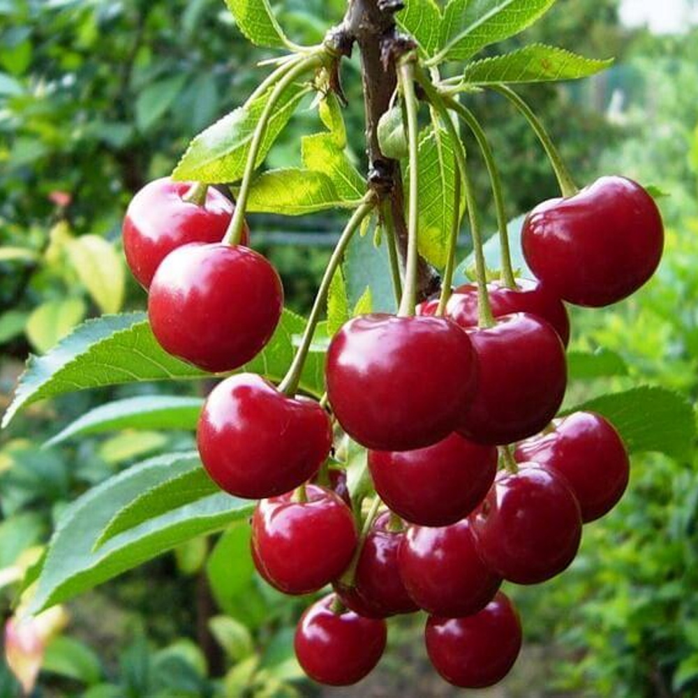 Prunus cerasus "Studencheskaja"