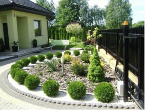 Thuja occidentalis "Teddy"