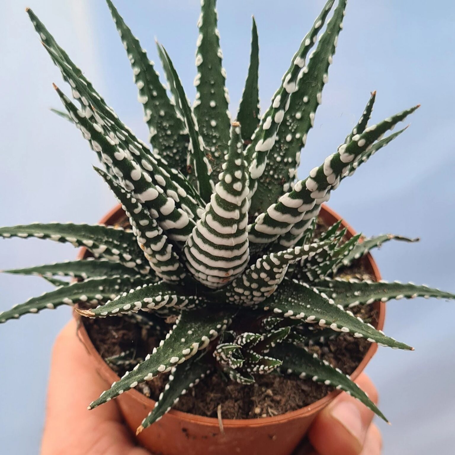 Haworthia "Big Band Makeup"