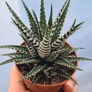 Haworthia "Big Band Makeup"