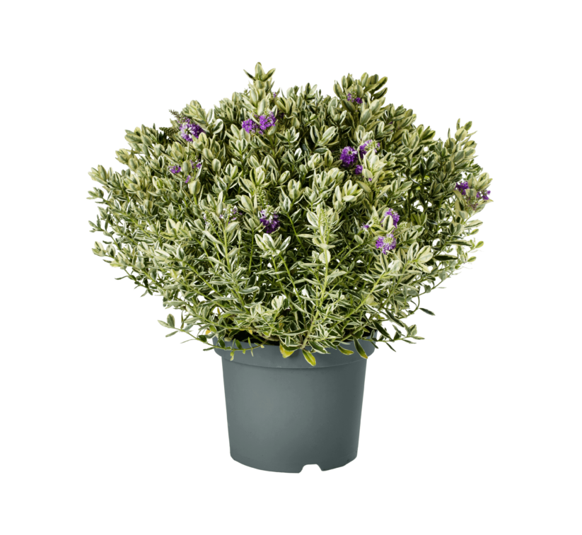 Hebe Variegata