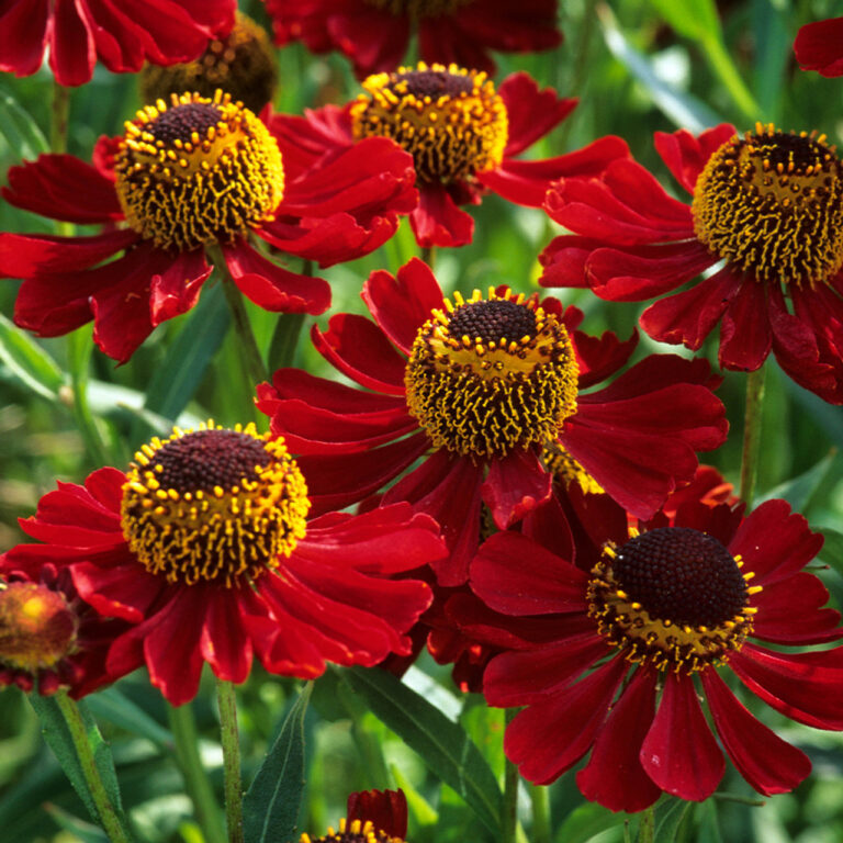 Helenium autumnale "Helena Red Shades"