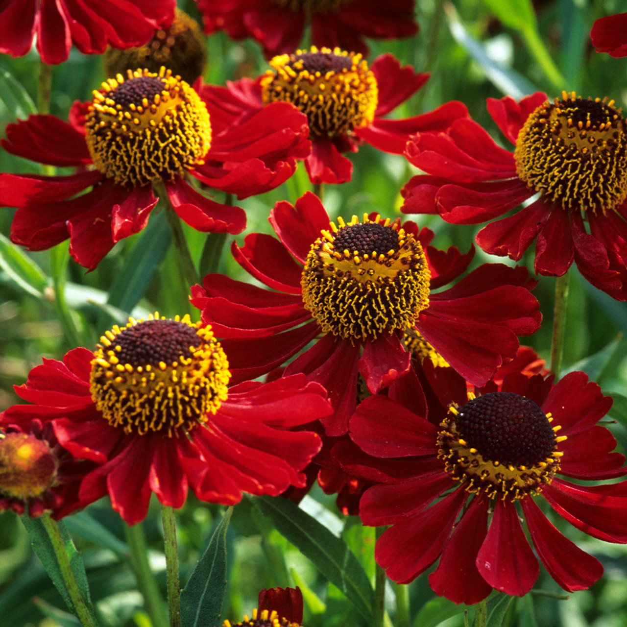 Helenium autumnale "Helena Red Shades"