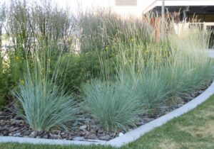 Helictotrichon sempervirens "Saphirsprudel"