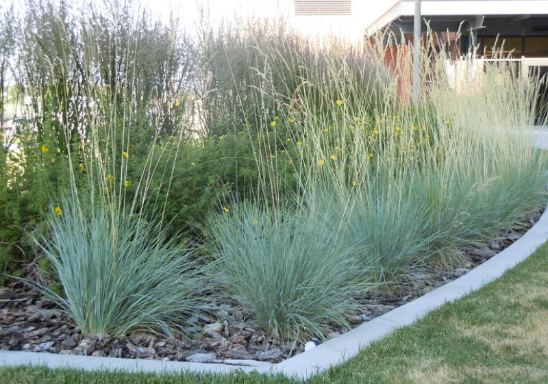 Helictotrichon sempervirens "Saphirsprudel"