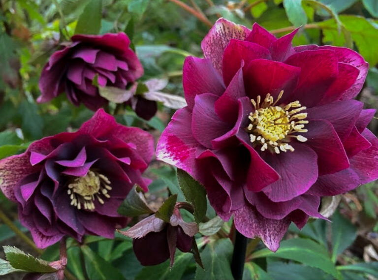 Helleborus o. "Double Red Hybrids"