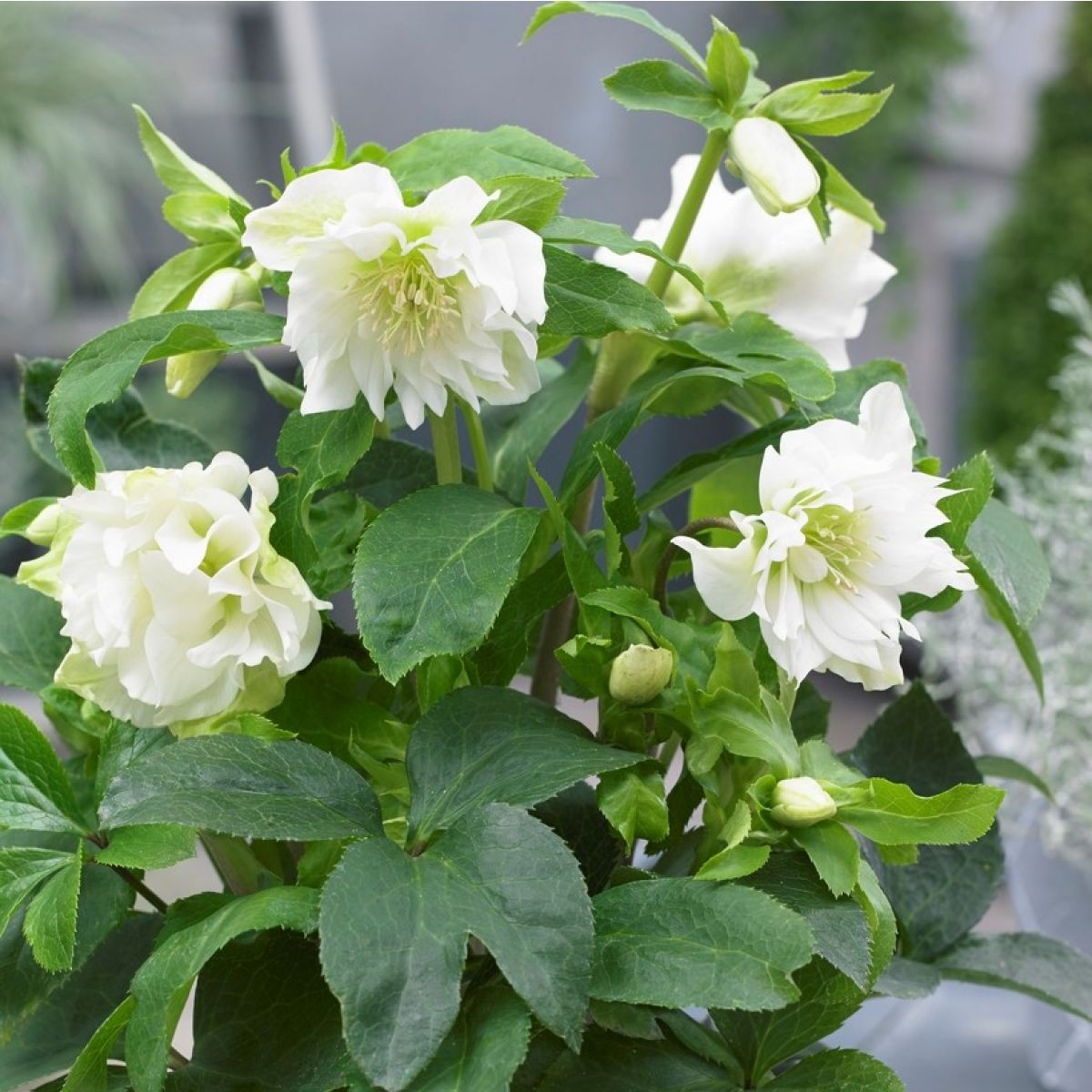 Helleborus o. "Double White"