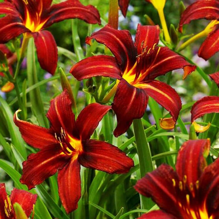 Hemerocallis "Autumn Red"