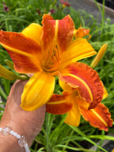 Hemerocallis "Frans Hals" 12 cm pott