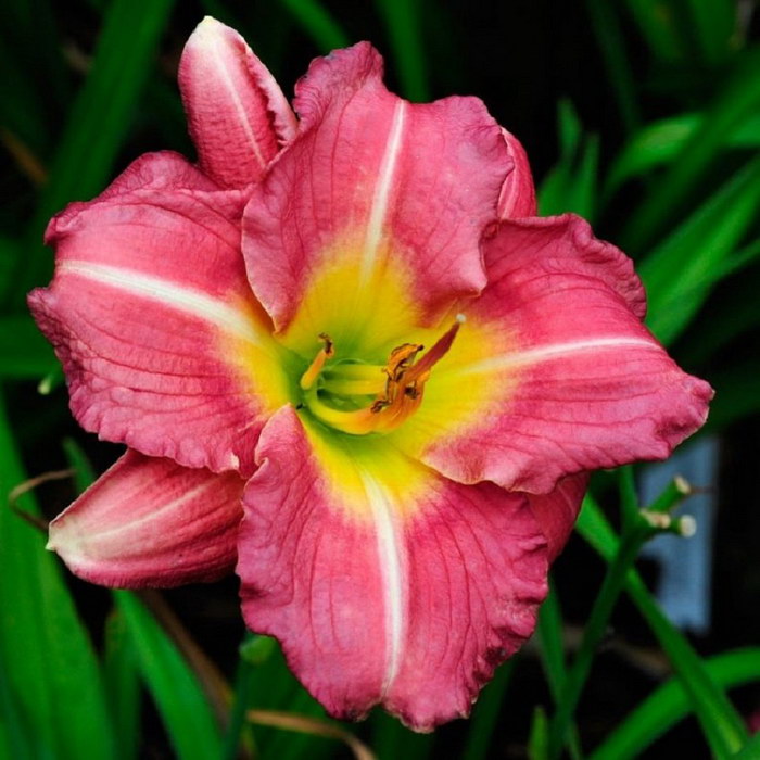 Hemerocallis "Matrousjka"