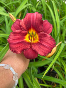 Hemerocallis "Pardon Me"