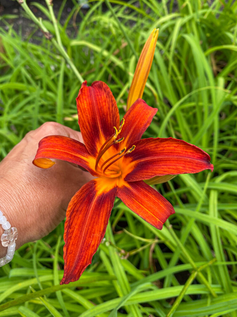 Hemerocallis "Sammy Russell" 12 cm pott