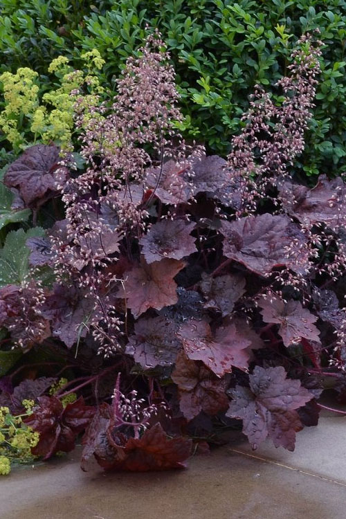 Heuchera micrantha "Palace Purple"