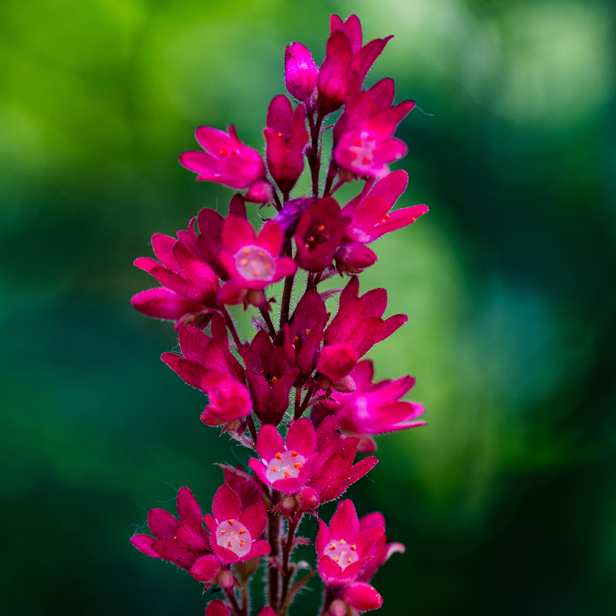 Heuchera sanguinea "Firefly"