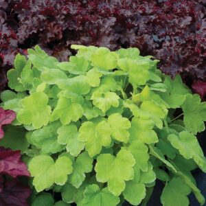 Heucherella "Happy Hour Lime"