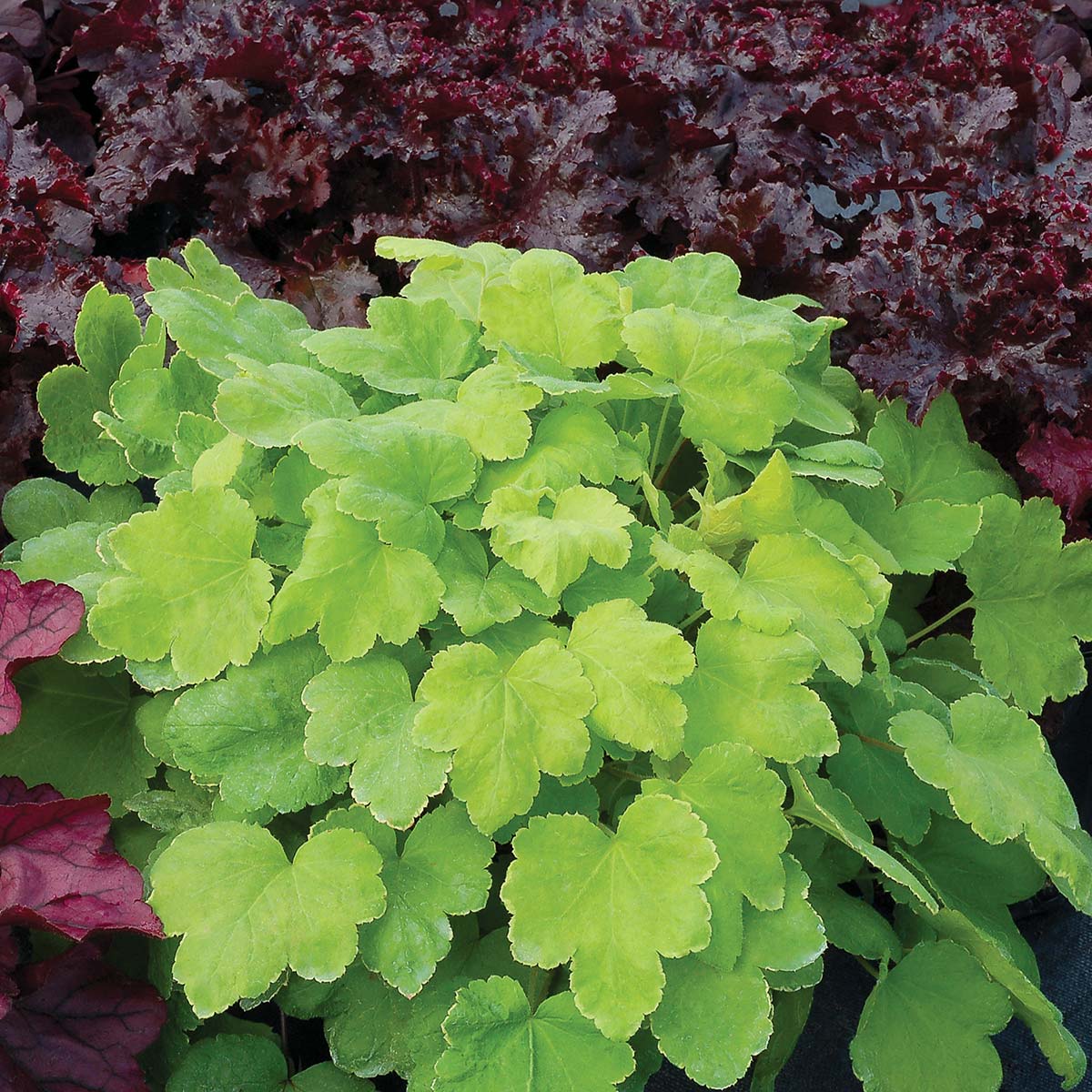 Heucherella "Happy Hour Lime"