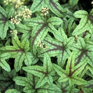 Heucherella "Kimono"