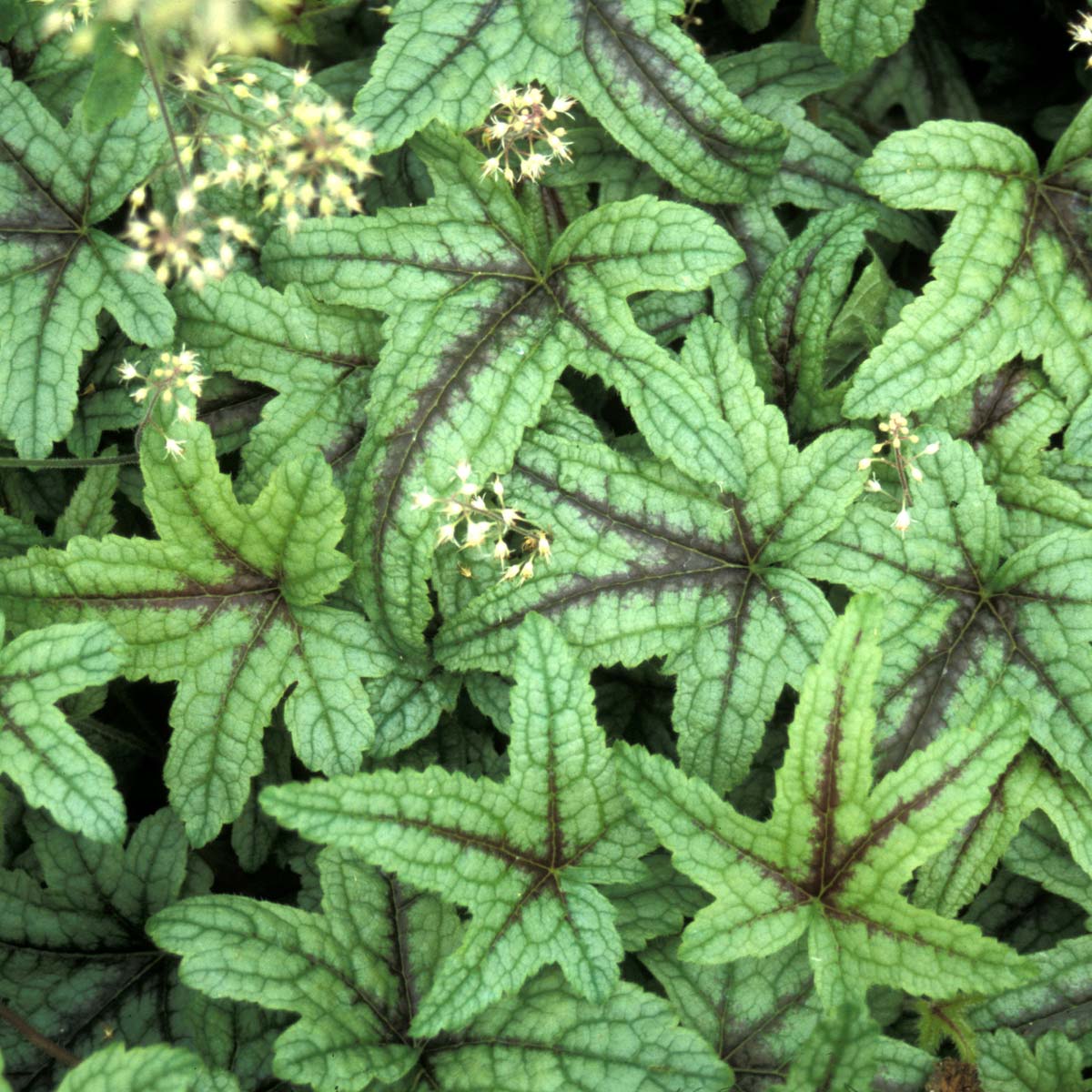 Heucherella "Kimono"