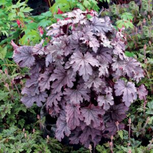 Heucherella "Plum Cascade"